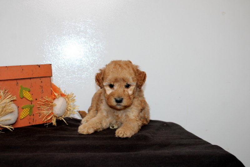 puppy, for, sale, Mini Goldendoodle F2B, Matthew B. Stoltzfus, dog, breeder, Gap, PA, dog-breeder, puppy-for-sale, forsale, nearby, find, puppyfind, locator, puppylocator, aca